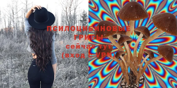 шишки Арсеньев